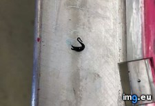 Tags: born, ink, spilled, swan, tiny, was, workbench (Pict. in My r/MILDLYINTERESTING favs)