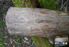Tags: carved, interesting, log, pattern, worms (Pict. in My r/MILDLYINTERESTING favs)