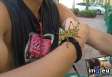 Tags: arm, friends, grasshopper, landed, large (Pict. in My r/MILDLYINTERESTING favs)