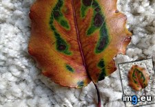 Tags: leaf, print (Pict. in My r/MILDLYINTERESTING favs)