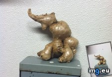 Tags: elephant, ginger, lobster, root, sitting (Pict. in My r/MILDLYINTERESTING favs)