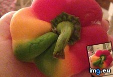 Tags: bell, multicolored, pepper (Pict. in My r/MILDLYINTERESTING favs)