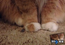 Tags: cat, one, orange, toe (Pict. in My r/MILDLYINTERESTING favs)