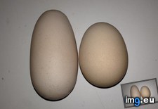 Tags: abnormally, chicken, egg, laid, shaped (Pict. in My r/MILDLYINTERESTING favs)
