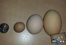 Tags: chickens, eggs, inconsistently, lay, sized (Pict. in My r/MILDLYINTERESTING favs)