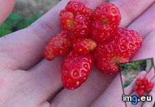 Tags: dad, picked, strange, strawberry (Pict. in My r/MILDLYINTERESTING favs)