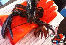 Tags: caught, claws, friend, lobster (Pict. in My r/MILDLYINTERESTING favs)
