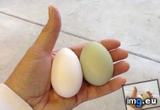 Tags: egg, friend, green, hen, laid (Pict. in My r/MILDLYINTERESTING favs)