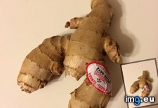 Tags: ginger, lobster, root (Pict. in My r/MILDLYINTERESTING favs)