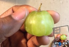 Tags: grape, pumpkin, shaped (Pict. in My r/MILDLYINTERESTING favs)
