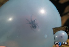 Tags: balloon, spider, water (Pict. in My r/MILDLYINTERESTING favs)
