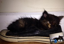 Tags: kitten, old, prefers, shoe, sleep, stinky, wife (Pict. in My r/MILDLYINTERESTING favs)