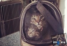 Tags: carrier, cats, cross, stitched, two (Pict. in My r/MILDLYINTERESTING favs)