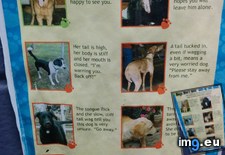 Tags: body, dog, language, poster, reading (Pict. in My r/MILDLYINTERESTING favs)