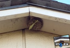 Tags: cleared, entire, mantis, nest, praying, sized, softball, wasp (Pict. in My r/MILDLYINTERESTING favs)