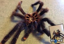 Tags: roommate, skin, tarantula (Pict. in My r/MILDLYINTERESTING favs)