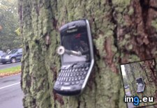 Tags: blackberry, nailed, saw, tree (Pict. in My r/MILDLYINTERESTING favs)