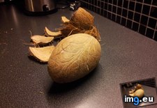 Tags: breaking, coconut, peeled, soo (Pict. in My r/MILDLYINTERESTING favs)