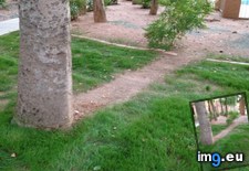 Tags: grass, grows, hits, sprinkler, tree (Pict. in My r/MILDLYINTERESTING favs)
