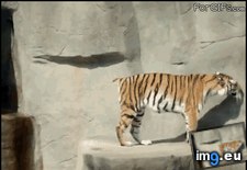 Tags: gif, tail, tiger (GIF in My r/MILDLYINTERESTING favs)