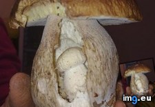 Tags: growing, mushroom (Pict. in My r/MILDLYINTERESTING favs)