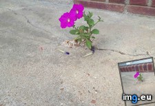 Tags: concrete, flowers, grow (Pict. in My r/MILDLYINTERESTING favs)
