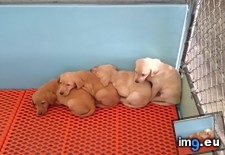Tags: gradient, puppies, sorted (Pict. in My r/MILDLYINTERESTING favs)