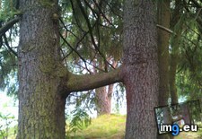 Tags: grew, togheter, trees, two (Pict. in My r/MILDLYINTERESTING favs)
