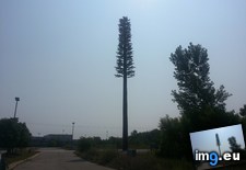 Tags: cell, disguised, lot, parking, phone, tower, tree (Pict. in My r/MILDLYINTERESTING favs)