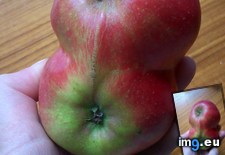 Tags: apple, cores, two (Pict. in My r/MILDLYINTERESTING favs)
