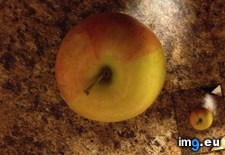 Tags: apple, bicolored, iphone, perfectly, quality (Pict. in My r/MILDLYINTERESTING favs)