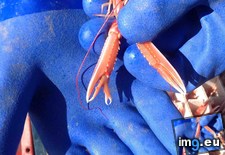 Tags: baby, claw, double, lobster (Pict. in My r/MILDLYINTERESTING favs)