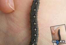 Tags: caterpillar, penguins, tiny (Pict. in My r/MILDLYINTERESTING favs)