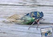 Tags: camo, cicada, colored, perfectly (Pict. in My r/MILDLYINTERESTING favs)