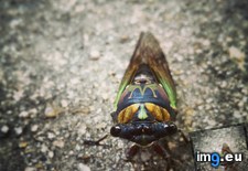 Tags: cicada, mcdonald, sponsored (Pict. in My r/MILDLYINTERESTING favs)