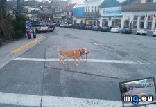 Tags: dog, talking, walk, was (Pict. in My r/MILDLYINTERESTING favs)