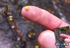 Tags: golden, ladybug (Pict. in My r/MILDLYINTERESTING favs)