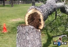 Tags: bee, hive, hollow, rotten, tree (Pict. in My r/MILDLYINTERESTING favs)