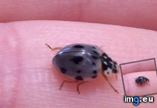 Tags: gray, ladybug (Pict. in My r/MILDLYINTERESTING favs)