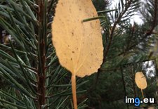 Tags: blew, leaf, needle, pine, poked, was (Pict. in My r/MILDLYINTERESTING favs)