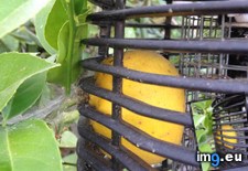 Tags: bug, grew, lemon, zapper (Pict. in My r/MILDLYINTERESTING favs)