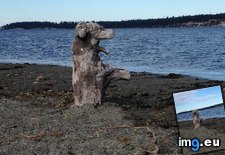 Tags: dog, driftwood, piece (Pict. in My r/MILDLYINTERESTING favs)