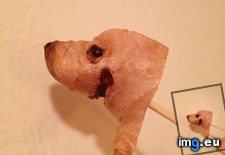 Tags: ginger, piece, seal, smiling (Pict. in My r/MILDLYINTERESTING favs)
