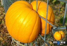 Tags: fence, grew, pumpkin, top (Pict. in My r/MILDLYINTERESTING favs)