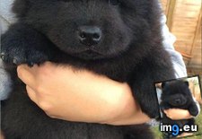 Tags: bear, black, little, puppy (Pict. in My r/MILDLYINTERESTING favs)