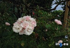 Tags: bush, growing, one, rose, roses, stem (Pict. in My r/MILDLYINTERESTING favs)