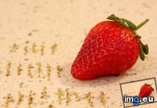 Tags: seeds, strawberry (Pict. in My r/MILDLYINTERESTING favs)