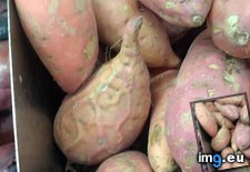 Tags: potato, ripped, sweet (Pict. in My r/MILDLYINTERESTING favs)