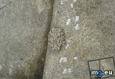 Tags: any, camouflaged, fauna, local, sidewalk, toad (Pict. in My r/MILDLYINTERESTING favs)