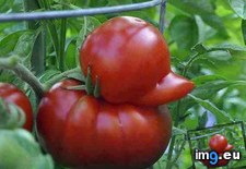 Tags: duck, tomato (Pict. in My r/MILDLYINTERESTING favs)